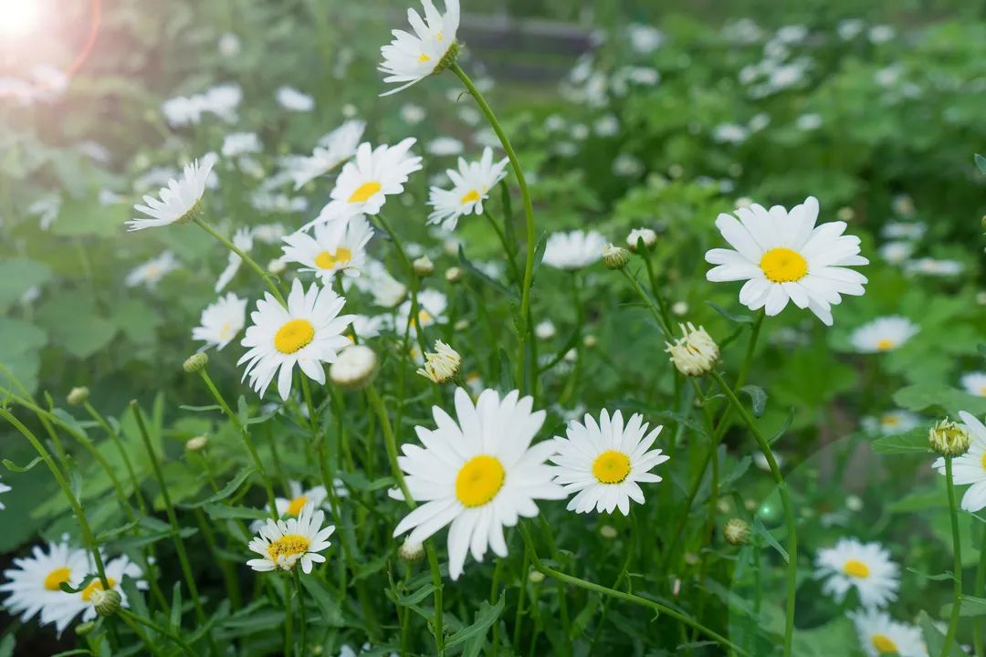 清明節(jié)丨帶上華美，不負(fù)春光